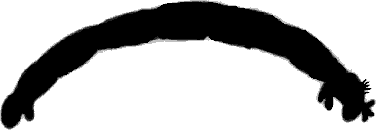 Sleeping chironomid